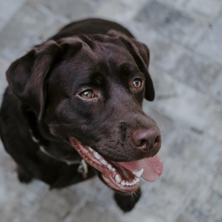 School environment for families in Berlin, Germany